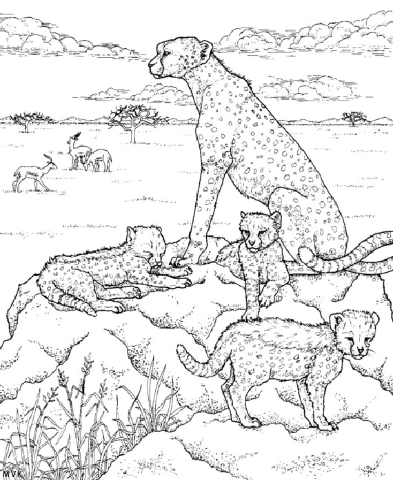 nature in africa031